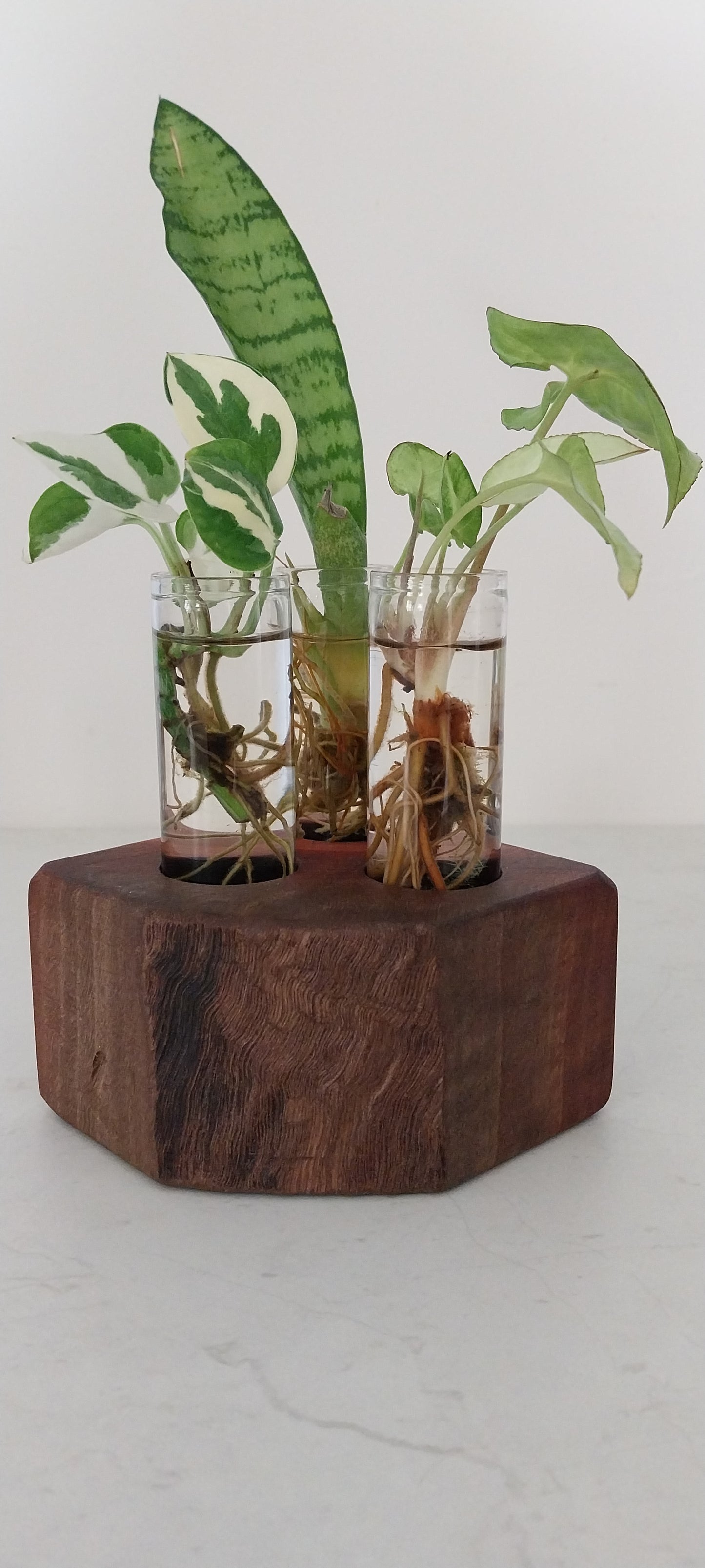 Plant Propagation Stand with  3 tubes - Jarrah