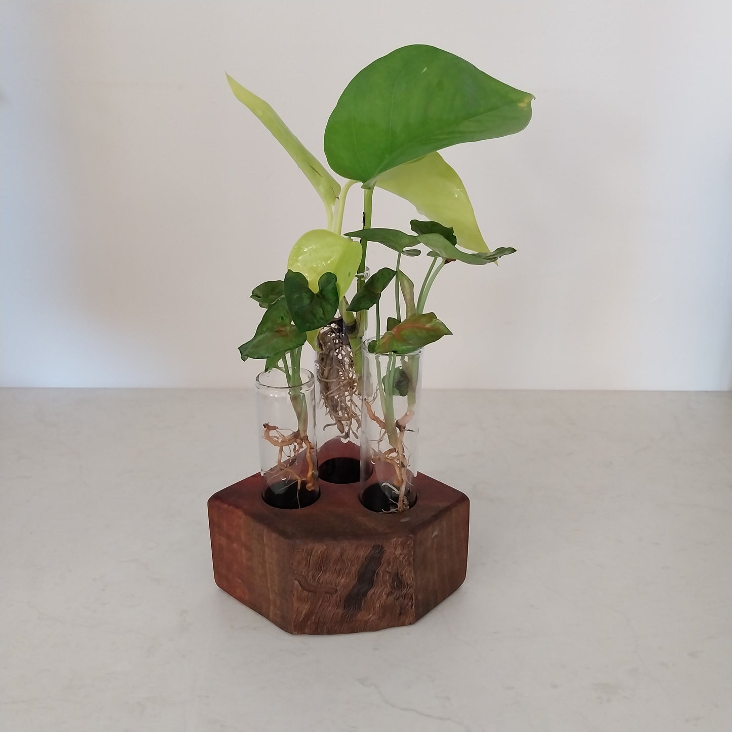 Plant Propagation Stand with  3 tubes - Jarrah