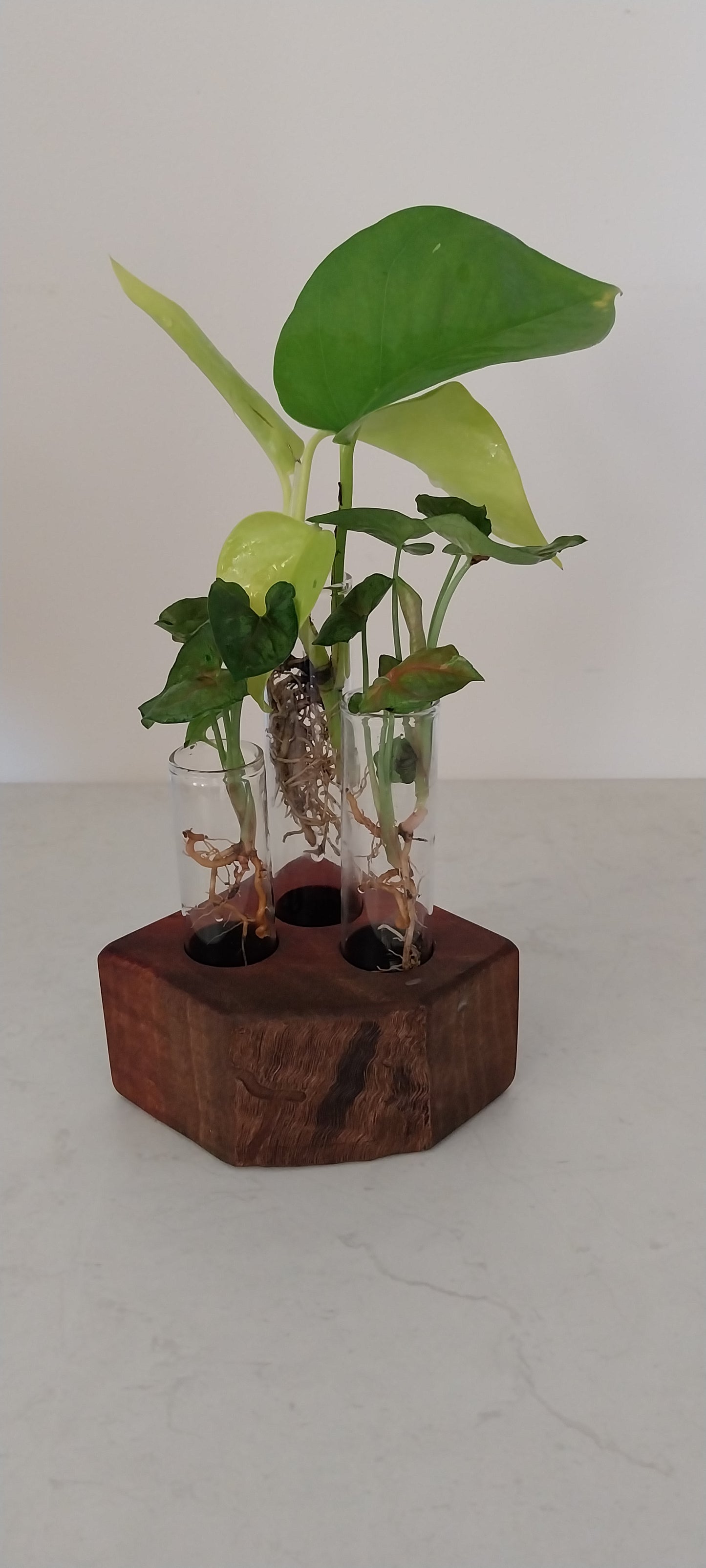 Plant Propagation Stand with  3 tubes - Jarrah