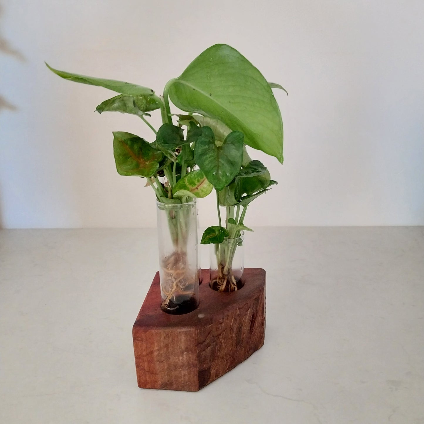 Plant Propagation Stand with  3 tubes - Jarrah