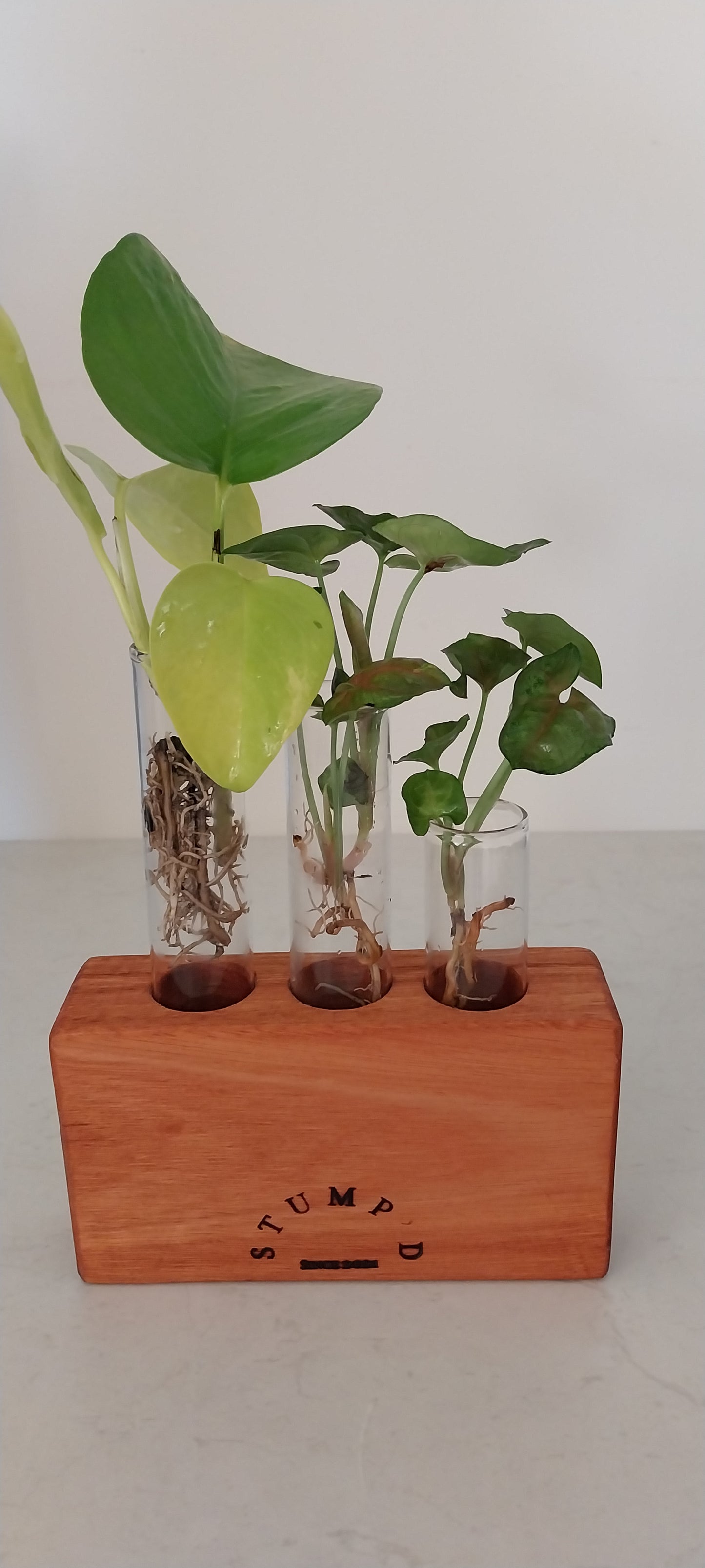 Plant Propagation with 3 tubes - Karri